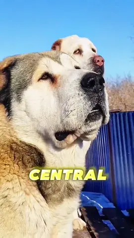 #kangal #caucashianshepherd #boerboel #tibetanmastiff #alabai #centralasianshepherd #centralasianshepherddog #tibetanmastiffdog #kangaldog #pitbulldog #caucasianshepherddog #boerboeldog #alabaidog #strongestdogs #top5strongestdogs #top10strongestdogs #top12strongestdogbreeds #top10strongdogbiteforce #topbravestdogs #dogs #bravestdogs  #topstrongestdogs, #topstrongestdogbreeds, #top10strongestdogbreeds, #top10strongestdogs, #top10strongestdogbreedsintheworld, #strongestdogbreeds, #top5strongestdogbreeds, #top5strongestdogbreedsintheworld, #whichisthestrongestdog, #whichdogbreedsisstrongestintheworld, #germanshepherddogstunts, #germanshepherdstunts, #strongdogs, #abd #allbreeddogs #abdallbreeddogs  #pitbull #pitbulldog #americanbully #americanbulldog #rottweiler #leonberger #dogoargentino #dogocanario #presacanario #englishmastiff #doguedebordeaux #tosainu #canecorso #bandog #kangal #shorts #dog #dogs #doglover #doglovers #dogsoftiktok  दुनिया का सबसे ताकतवर कुत्ता कौन सा है? Top 12 strongest dog bite force👍#shorts दुनिया के 12 सबसे Highest Bite Force वाले कुत्ते!👍Top 12 strongest dog bite force. videos highlights 👇 दुनिया का सबसे ताकतवर कुत्ता कौन सा है? पिटबुल डॉग का बाइट फोर्स कितना है? ऐसा कौन सा कुत्ता है जो शेर को मार सकता है? इंडिया का नंबर वन डॉग कौन सा है? Top 12 strongest dog bite force. कुत्ते कितने प्रकार के होते हैं kaun se kutte ka bite force sabse Jyada Hota Hai. सबसे अच्छा कुत्ता कौन सा होता है?  bandog bite force, English Mastiff bite force, Rottweiler bite force, American bulldog force, cane corso bite force, Pitbull bite force, Dogo Argentino bite force, Kangal bite force, इंडिया का नंबर वन डॉग कौन सा है, ऐसा कौन सा कुत्ता है जो शेर को मार सकता है, पिटबुल डॉग का बाइट फोर्स कितना है, दुनिया का सबसे ताकतवर कुत्ता कौन सा है, Top 12 strongest dog bite force, दुनिया के 12 Highest Bite Force वाले कुत्ते , दुनिया के सबसे खतरनाक कुत्ते । Top world most dangerous dogs breeds #shorts world most dangerous animals pet lovers status german sheperd vs pitbull rottweiler vs pitbull pitbull vs rottweiler pitbull dogs lover status rottweiler dog status german sheperd price pitbull price in india dog market in india, khatarnak kutta bharat ka sabse khatarnak kutta sabse khatarnak kutta kaun hai duniya ka khatarnak kutta sabse khatarnak kutta ka naam sabse khatarnak kutta dog duniya ki sabse khatarnak kutta sabse jyada khatarnak kutta खतरनाक कुत्ता khatarnak kutta kaun sa hai खतरनाक कुत्ता कौन सा है khatarnak kutta ki ladai dog breed dog breeds largest dog breeds biggest dog breeds dog breeds in india dog breeding dog breed names dog breeds banned in india dog breeders near me dog breeds price डॉग ब्रीड्स best dog breed most intelligent dog breeds most aggressive dog breeds smallest dog breeds strongest dog breeds small dog breeds tallest dog breed most expensive dog breeds dog the power of the dog dog breeds clifford the big red dog small dog breeds pitbull dog dog adoption dog barking sound boy dog names big dog breeds  kutte. #shorts Videos highlight 👍 Duniya ka sabse takatvar kutta. Duniya ka sabse Khatarnak kutta. Duniya Ke 10 khatarnak kutte. Duniya ka sabse khatarnak kutta Pitbull. Bharat ka sabse khatarnak kutta. Duniya Mein sabse dangerous kutta kaun sa hai. number Van per kaun sa dog Hai. sa bse khatarnak kutte ke naam. world dangerous dog name. khatarnak dog name. sab se khatarnak Pitbull. 1  Rottweiler. 2  Pitbull. 3 c canecorso. 4 Dogo Argentino. 5 Kangal. #Duniyakasabsetakatvarkutta #DuniyaKe10sabsekhatarnakkutte #DuniyakasabsekhatarnakkuttaPitbull #Bharatkasabsekhatarnakkutta #DuniyaMeinsabsedangerouskuttakaunsahai #numberVanperkaunsadoghai #DuniyaMeinsabsekhatarnakkuttekenaam #khatarnakkuttkenaam #DuniyaKe10khatarnakkutte #sabsekhatarnakkuttekenaam #Rottweiler #Pitbull #canecorso #DogoArgentino #Kangal #viral #shorts #kangaldog #rottweilerdog #dogoargentinodog #pitbulldog #canecorsodog #alabai #alabaivspitbull #pitbullvsalabai #alabaidog #alabaivideo #doberman #dobermanpinscher #dobermanattack #rottweiler #rottweilerdog #rottweilerpuppy #rottweilerattack 