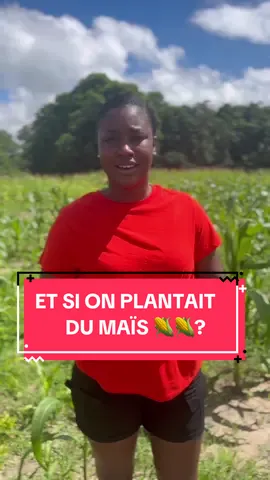 Et si on plantait du maïs ? 🌽  C’est la saison dans pas mal de pays africains (surtout de l’Ouest) actuellement.  C’est une céréale très versatile qui peut être utilisée pour l’alimentation animale et humaine, ainsi que pour la fabrication de bière. Bien que le rendement par hectare ne soit pas toujours élevé, la production en succession peut être intéressante, surtout dans un modèle de ferme diversifié incluant la volaille et d’autres cultures. #agrobabe #agriculture #business #argent 
