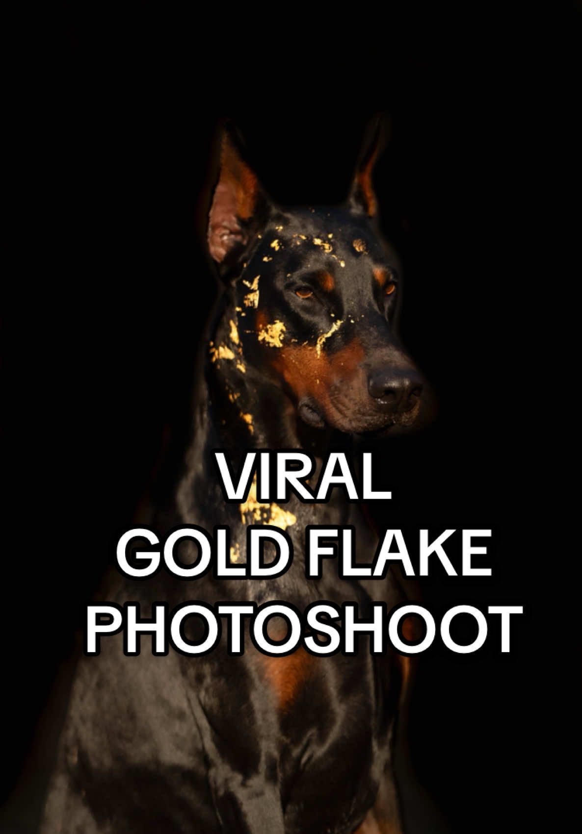 Literally ✨obsessed✨ with how amazing these turned out🤩 #doberman #dogphotography #dogsoftiktok 