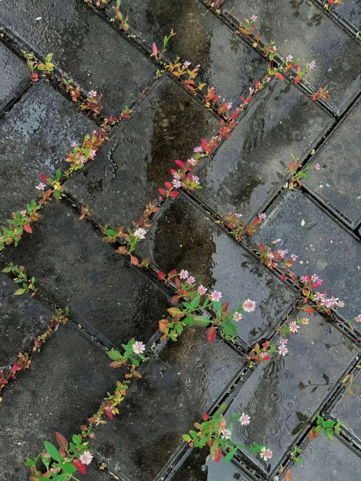 Mang sự xinh đẹp này tới cho quý vị  #chill #caycanh #xuhuongtiktok #foryoupage #tradao 