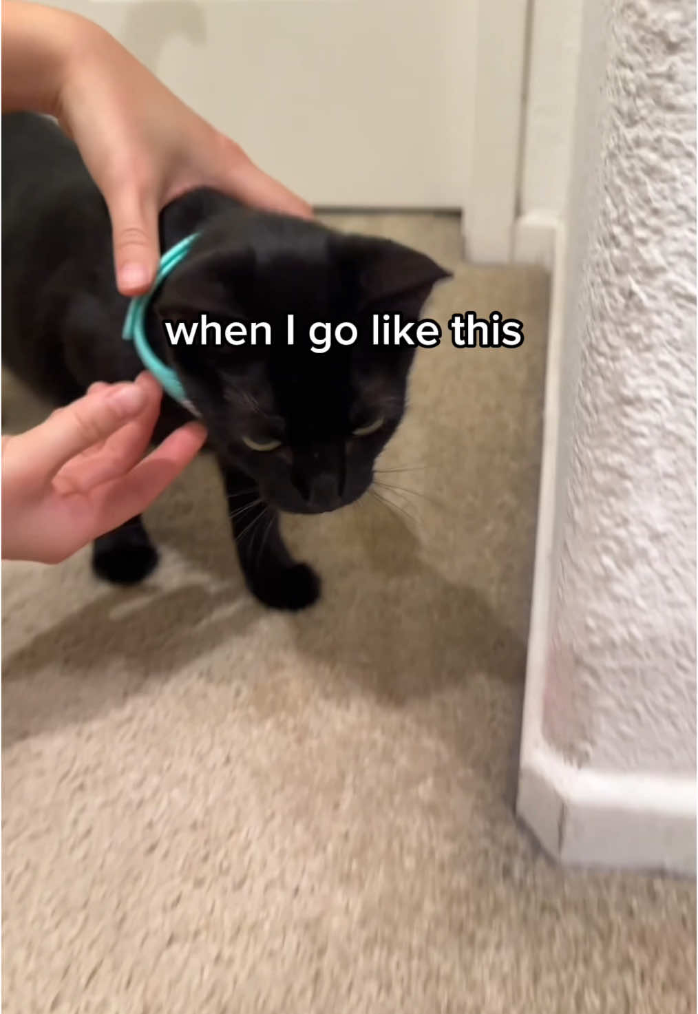 Recommended use: Once every other day, 10 minutes at a time followed by their favorite toy and treat! The ultimate hands-free cat toy. Encourage all inactive pets with this simple yet effective laser collar toy! 🔗 Linked in our bio, sale ends soon! #cats #cattok #viral #tiktok #reels 