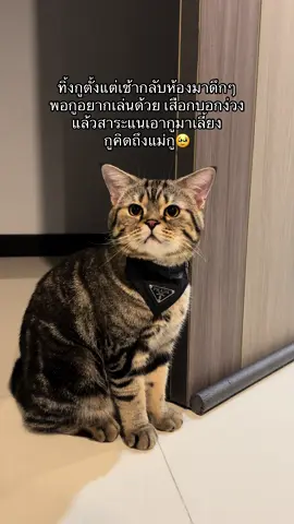 เล่นกับจิ้งจกไปก่อนนะ😅 #fyp #cat #ฟีดดดシ #คลิปแมวในtiktok #สัตว์เลี้ยงtiktok #ทาสแมว 