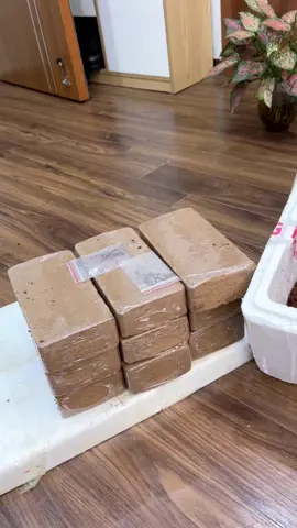 Combo 10 Viên Nén Xơ Dừa Hữu Cơ #xuhuong #xodua #xoduatrongcay #huyenhomhinh365 