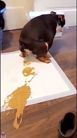#dog #funnydog #foryou #funnytiktok #fyp #funnyvideos 