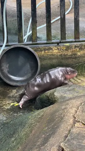 หมูเด้งยางดอกหมด #น้องหมูเด้ง #หมูเด้ง #หมูเด้งฮิปโปแคระ #สวนสัตว์เปิดเขาเขียว 