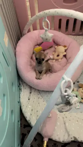 Too cute 😍 #chihuahua #chihuahuapuppy #chihuahuastiktok #babydog #cute #chiens #puppy #dog 
