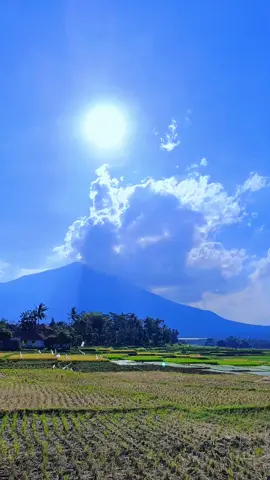foto aesthetic pesawahan #sawahpedesaan #kampunghalaman 
