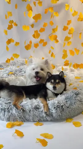 Autumn Spa#dogsoftiktok #cute #littlemanyu #shiba #shibainu #asmr #westie 