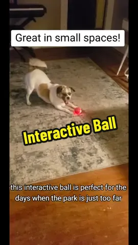 purrrfect for apartment living!!🐶 #dogtoy #interactiveball #indoordog #apartmentdog #ledball #smartdog #dogzoomies #dogexercise  #falldealsforyou #tiktokshopblackfriday  #cybermonday  #holidayhaul 