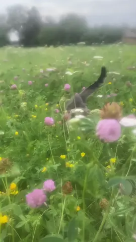 #GATO :: que vibe boa ! 💕 , pedido da @🌷𝐿𝑎𝑟𝑖🌷 !! 💕 || #fofiscamrhy #fancam #gatinho #natureza 