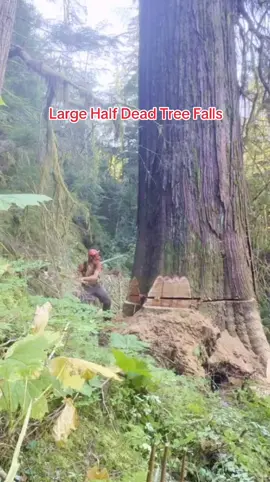 How Tall Do You think This Tree Was In its Prime💯 Clean Fell , Regarding The Zombie Tree🌳 Credit : Bjarne Butler (YT) #treefelling #wood #woods #tree #trees #ecofriendy #treetopping #lumberjack  #logging #logger #laughs #asmrsounds #satisfyingvideo  #fyp #foryou #interesting 