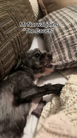 The Couch #dogs #cats #feralcat #rescuemom #rescuefamily #adoptdontshop #rescued #fyp #family #sunday 