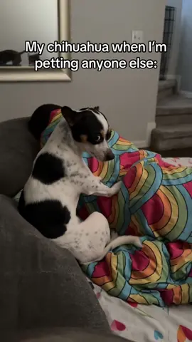 The most dramatic😂 #dog #puppy #jealous #chihuahua #dramatic #pet #Love #dogs 