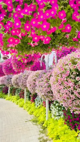 Hoa Cảnh Đẹp nhạc hay 