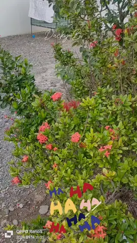 #CapCut # #forentertainmentpurposesonly  #goodvibes💕  #HVTF🎉❤️❤️  #teaminspired❤️❤️❤️  #dackythedancingtita❤️ 