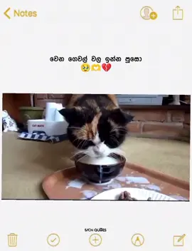 හරි ලස්සනයි😂💔 #fyp #fypシ゚viral #whatsappstatus #bunny #sky #alon #100kviews #black #nature #sinhalasong #wadan_tik_tok #1000000 #rain #life #VoiceEffects #asestheti#c fyp #foryou #explore #wadan #1000000views 