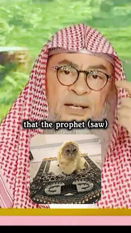 the cats #fyp #catsoftiktok #islamic_video #muslim #alhamdulillah #quran 