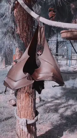 STEVE pipistrello porcello… #safariravenna #zookeeperlife #animales #beetlejuice #pipistrello #bat #batman #beetlejuicetiktok #beetlejuicecosplay #volpevolante #bigbat 
