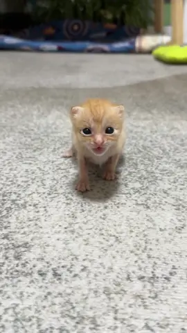 #cats #adorablecat #catlover #cutecat #catoftiktok #meow #funnycat #funnyvideos #kat #pet #cuteanimals