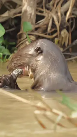 Ariranhas o rei dos rios do nosso pantanal  Giant otters the king of the pantanal rivers  #wildlife #pantanal #discoverypantanal #vidaselvagem #matogrosso 