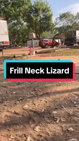 The running on its hind legs 😂 #frillnecklizard #australiananimals #aussiethings #travelaustralia #vanlifeaustralia 