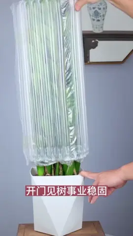 Cây Kim Tiền xinh ưi là xinhhh ý #caykimtien #caytrongtrongnha #caycanh #xuhuong #decor #trending 