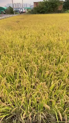 #វាលស្រែវាលស្រូវ #ស្រូវទុំ #ស្រូវនៅស្រុកកូរ៉េ🌾 #ទេសភាពស្រុកស្រែ🌄🏜️🌱🌼🌾🐟 #foryou #fyp #following #followers #ពលករកូរ៉េ🇰🇷❤️🇰🇭 