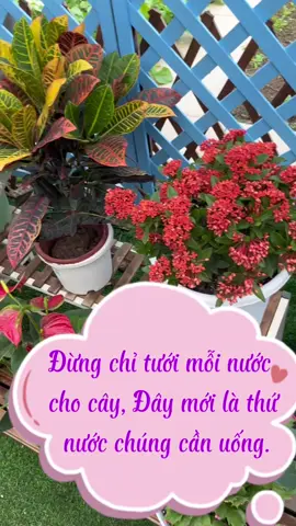 đừng chỉ tưới mỗi nước cho cây, đây mới là những loại nước cây cần.#chamsoccay #meotrongcay #trongcaytainha #trongcaysieude #fyp 