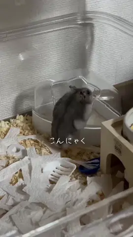【こんにゃくの習慣】 全身全霊で砂浴びだーー #ハムスター #ジャンガリアンハムスター #ペットのいる暮らし #日常 #砂浴び #可愛い #癒し動画 #