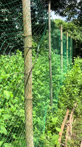 Chicken Net Pambakod ₱200+ Only 20 Meters na! Checkout na dahil may pa-freebies pa! #net #chicken #poultry #livestock #farm #trellis #fence #goat #duck #countryside #Outdoors #checkthisout #budolfinds #fyp #trending #viralvideo 