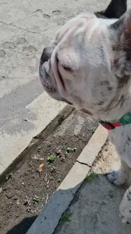 berjalan jalan  #fancebulldog #puppies #ngawi 