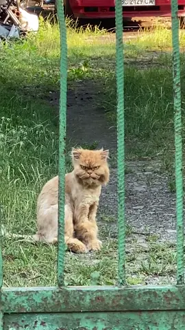 35 Years Old Cat 🐈 #cat #cats #pet #catsoftiktok #like #meme 