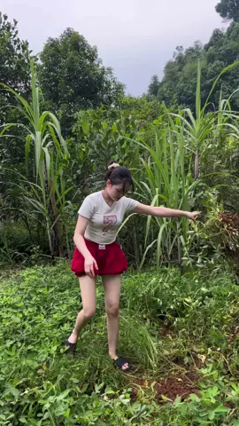 Lâu lâu dc bỏ phố về quê kỉuuu:)) #CapCut #quehuong#xuhuongtiktok 