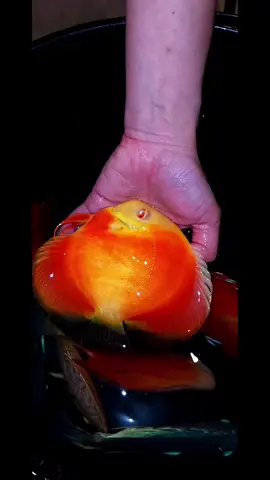 #discusfish #aquarium #geelongdiscus #freshwateraquarium #aquarium 