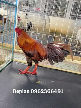 Xem chi tiết gà bên deplao ạ🥰🥰🥰