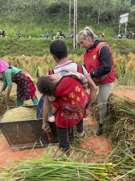 Khách xuống đồng chải nghiệp gặt lúa mà luôn tay luôn chân chuyên nghiệp như người bản địa. ##authentichagiang #hagiangloop #travel #hagiang #Hagiangmotorbiketours #Hagianglooptours 