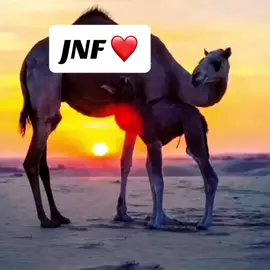 #اسكي ❤️