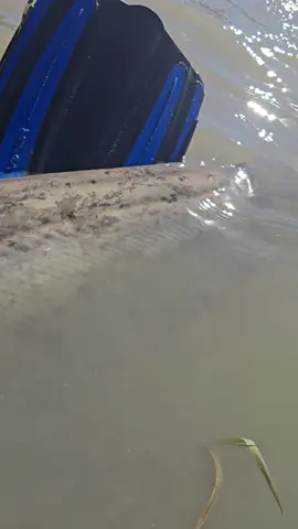 #fishing #pesca #wędkarstwo #catfish #siluro #sum 