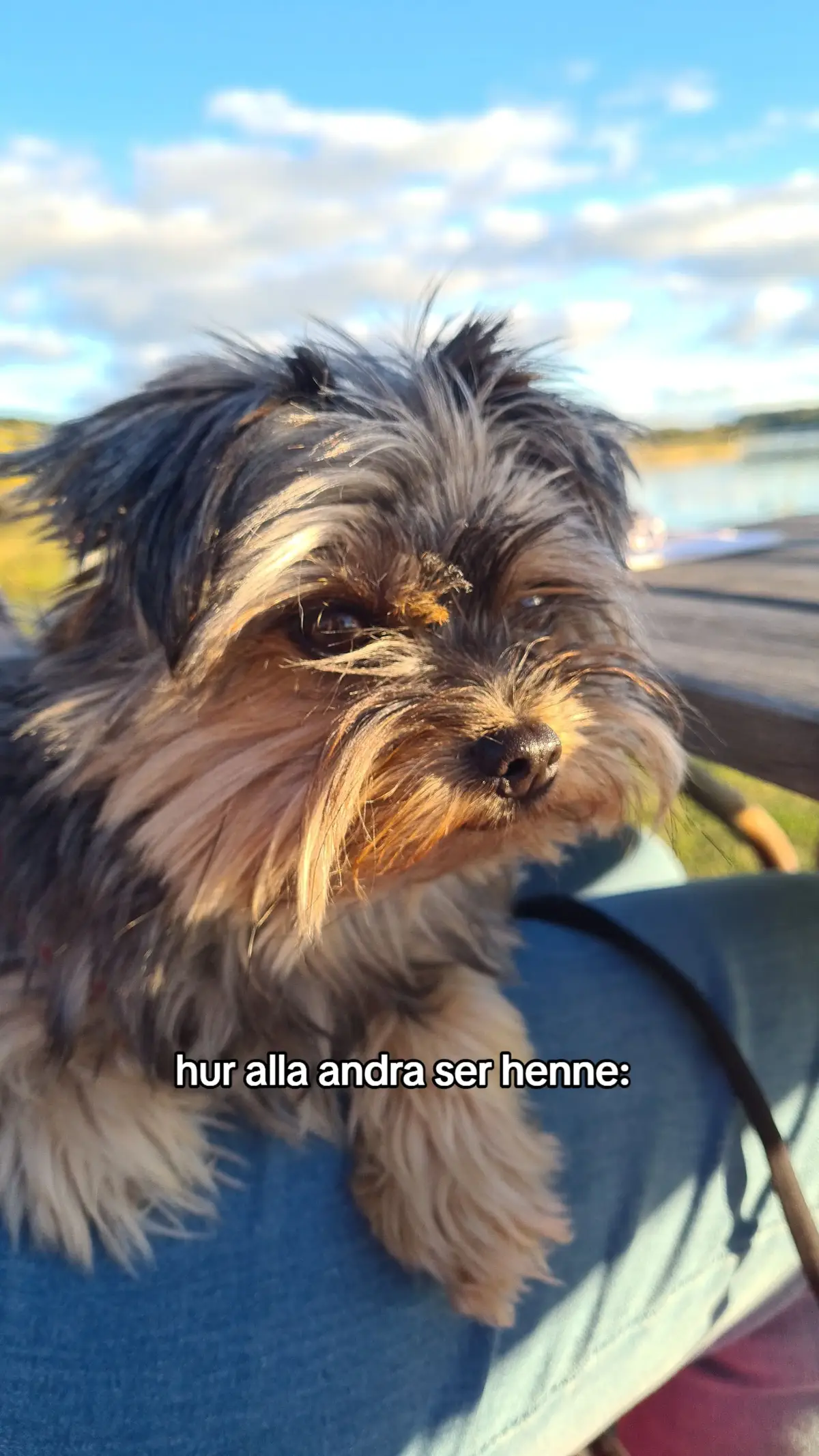 föralltid min bebis❤️‍🩹🙏 #dogsoftiktok 