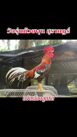 ตัวรักในอดีต #ค่ายไก่วัยรุ่นห้วยพุน #อนุรักษ์ไก่ใต้🐓 #สุราษฎร์ธานี 