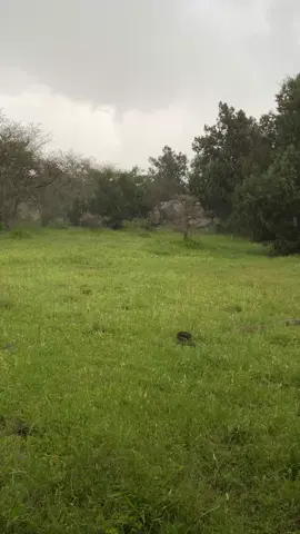 مطر وطبيعة 🌧️. #albaha #مطر #quran #explore #الباحه_الان 