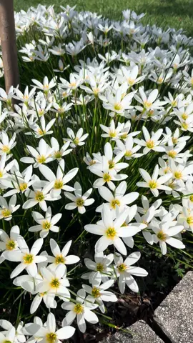 My rain lilies are showing off. 🥰 #rainlily #rainlilies #homegardening 