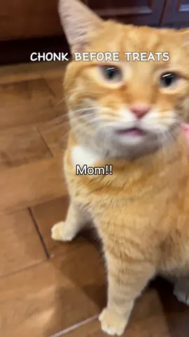 We love Made by Nacho! All their products on their Amazon storefront are 50% off for Amazon Prime Day (Oct 8-9th)! 🥰 #madebynacho #amazonprimeday #catsoftiktok #cats @Made by Nacho 