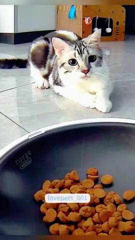 Mealtime.#cats #cutecats #foryou #funnytiktok #funnyvideos #usa #funnyanimals #fypシ #viral #funnycat #funnypets #catlover #funny #fyp 