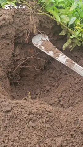 Tried a little yam farming and today.was harvest days.  We definitely made some mistakes along the way though, we didn't stake early enough otherwise the yams would have been larger.  Lesson learnt✅️😌 ##yamfarming #farminginafrica 