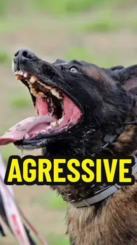 #kangal #caucashianshepherd #boerboel #tibetanmastiff #alabai #centralasianshepherd #centralasianshepherddog #tibetanmastiffdog #kangaldog #pitbulldog #caucasianshepherddog #boerboeldog #alabaidog #strongestdogs #top5strongestdogs #top10strongestdogs #top12strongestdogbreeds #top10strongdogbiteforce  #topbravestdogs  #dogs #bravestdogs  #topstrongestdogs , #topstrongestdogbreeds , #top10strongestdogbreeds , #top10strongestdogs , #top10strongestdogbreedsintheworld , #strongestdogbreeds , #top5strongestdogbreeds , #top5strongestdogbreedsintheworld , #whichisthestrongestdog , #whichdogbreedsisstrongestintheworld , #germanshepherddogstunts , #germanshepherdstunts , #strongdogs , #abd #allbreeddogs #abdallbreeddogs  #pitbull #pitbulldog #americanbully #americanbulldog #rottweiler #leonberger #dogoargentino #dogocanario #presacanario #englishmastiff #doguedebordeaux #tosainu #canecorso #bandog #kangal #shorts #dog #dogs #doglover #doglovers #dogsoftiktok  दुनिया का सबसे ताकतवर कुत्ता कौन सा है? Top 12 strongest dog bite force👍#shorts  दुनिया के 12 सबसे Highest Bite Force वाले कुत्ते!👍Top 12 strongest dog bite force. videos highlights 👇 दुनिया का सबसे ताकतवर कुत्ता कौन सा है? पिटबुल डॉग का बाइट फोर्स कितना है? ऐसा कौन सा कुत्ता है जो शेर को मार सकता है? इंडिया का नंबर वन डॉग कौन सा है? Top 12 strongest dog bite force. कुत्ते कितने प्रकार के होते हैं kaun se kutte ka bite force sabse Jyada Hota Hai. सबसे अच्छा कुत्ता कौन सा होता है?  bandog bite force, English Mastiff bite force, Rottweiler bite force, American bulldog force, cane corso bite force, Pitbull bite force, Dogo Argentino bite force, Kangal bite force, इंडिया का नंबर वन डॉग कौन सा है, ऐसा कौन सा कुत्ता है जो शेर को मार सकता है, पिटबुल डॉग का बाइट फोर्स कितना है, दुनिया का सबसे ताकतवर कुत्ता कौन सा है, Top 12 strongest dog bite force, दुनिया के 12 Highest Bite Force वाले कुत्ते , दुनिया के सबसे खतरनाक कुत्ते । Top world most dangerous dogs breeds #shorts world most dangerous animals pet lovers status german sheperd vs pitbull rottweiler vs pitbull pitbull vs rottweiler pitbull dogs lover status rottweiler dog status german sheperd price pitbull price in india dog market in india, khatarnak kutta bharat ka sabse khatarnak kutta sabse khatarnak kutta kaun hai duniya ka khatarnak kutta sabse khatarnak kutta ka naam sabse khatarnak kutta dog duniya ki sabse khatarnak kutta sabse jyada khatarnak kutta खतरनाक कुत्ता khatarnak kutta kaun sa hai खतरनाक कुत्ता कौन सा है khatarnak kutta ki ladai dog breed dog breeds largest dog breeds biggest dog breeds dog breeds in india dog breeding dog breed names dog breeds banned in india dog breeders near me dog breeds price डॉग ब्रीड्स best dog breed most intelligent dog breeds most aggressive dog breeds smallest dog breeds strongest dog breeds small dog breeds tallest dog breed most expensive dog breeds dog the power of the dog dog breeds clifford the big red dog small dog breeds pitbull dog dog adoption dog barking sound boy dog names big dog breeds  kutte. #shorts Videos highlight 👍 Duniya ka sabse takatvar kutta. Duniya ka sabse Khatarnak kutta. Duniya Ke 10 khatarnak kutte. Duniya ka sabse khatarnak kutta Pitbull. Bharat ka sabse khatarnak kutta. Duniya Mein sabse dangerous kutta kaun sa hai. number Van per kaun sa dog Hai. sa bse khatarnak kutte ke naam. world dangerous dog name. khatarnak dog name. sab se khatarnak Pitbull. 1  Rottweiler. 2  Pitbull. 3 c canecorso. 4 Dogo Argentino. 5 Kangal. #Duniyakasabsetakatvarkutta #DuniyaKe10sabsekhatarnakkutte #DuniyakasabsekhatarnakkuttaPitbull #Bharatkasabsekhatarnakkutta #DuniyaMeinsabsedangerouskuttakaunsahai #numberVanperkaunsadoghai #DuniyaMeinsabsekhatarnakkuttekenaam #khatarnakkuttkenaam #DuniyaKe10khatarnakkutte #sabsekhatarnakkuttekenaam #Rottweiler #Pitbull #canecorso #DogoArgentino #Kangal #viral #shorts #kangaldog #rottweilerdog #dogoargentinodog #pitbulldog #canecorsodog #alabai #alabaivspitbull #pitbullvsalabai #alabaidog #alabaivideo #doberman #dobermanpinscher #doberma