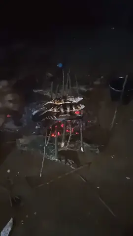 Bakar ikan Bandeng Malam #budidayaikan  #perikatannasional  #aw  #viral  #s 