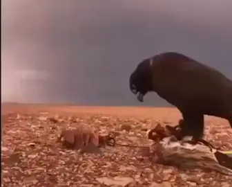 #الشاعر #ادريس_الشيخي #رحمة_الله_عليك #الشعر_الشعبي#صوب_خليل_خلق_للجمله🎶❤🔥💔💔  #شعراء_وذواقين_الشعر_الشعبي🎸 #البيضاء_الجبل_الاخضر #شحات_سوسه_راس__البيضاء_طبرق_ليبيا #طرابلس_ليبيا_بنغازي_طبرق_درنه_زاويه♥️🇱🇾 #شعب_الصيني_ماله_حل😂😂 