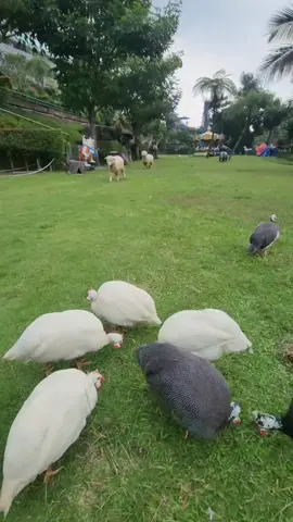 #hotelserunipuncakbogor #hotelseruni #serunihobbithouse #hotelpuncak #bogor 