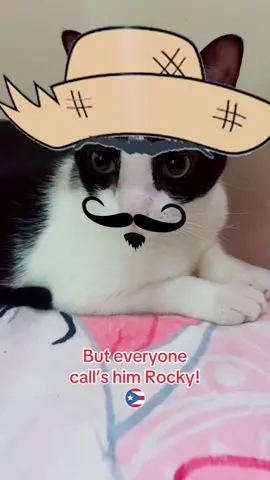 My name is Rocky Dominguez de la Rocktonio Gonzalez Rockito Maria de Jesus Tuxedonio, but everyone call’s him Rocky! Yeah! Latino cats are also given long names too 😂 🇵🇷  #fyp #Latinocat #Rocky #concernedkittyrocky #catmom #PetsOfTikTok #tuxedocatsoftiktok #cathumour #latinotiktok #catmom 